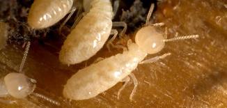 Mystery Mushrooms Could Be Farmed By Termites