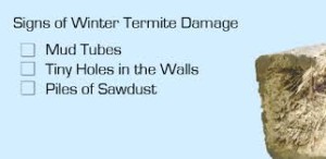 termite winter