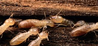 How Do Researchers Know How Termite Nests Are Structured When They Are Hidden Below Ground Or Within Wood?
