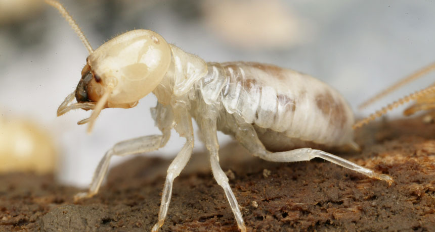 Scorpions Love Termites