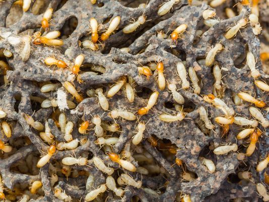 Bird Species Will Do Anything For A Tasty Termite