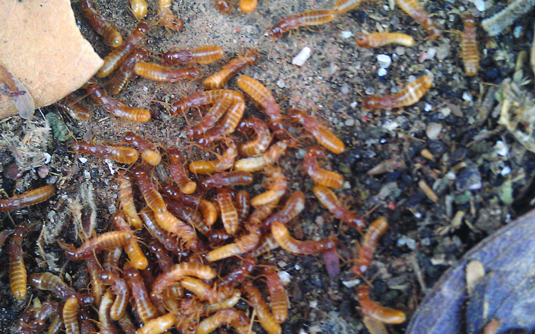 The Brilliant Way In Which Fungus-Farming Termites Practice Pest Control