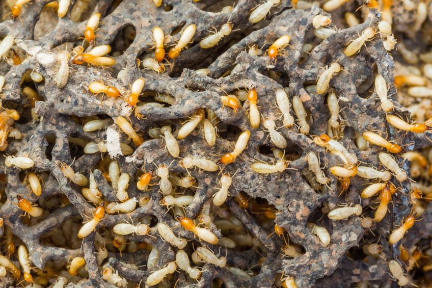 In Some Countries, Termite Pests Are A Constant Threat, And Their Destruction To Houses And Buildings Is Ever Present