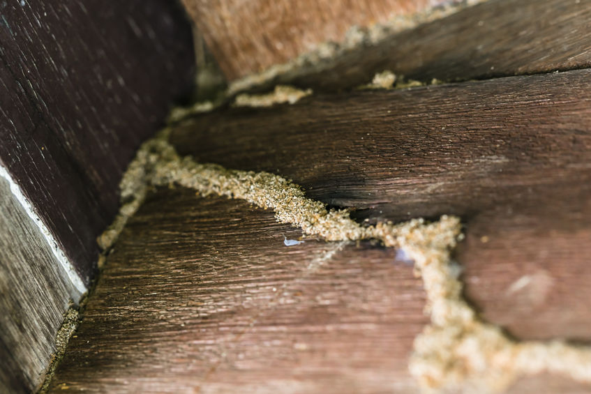 How Quickly After A Home Becomes Infested With Subterranean Termites Will The Pests Inflict Significant Structural Damage?