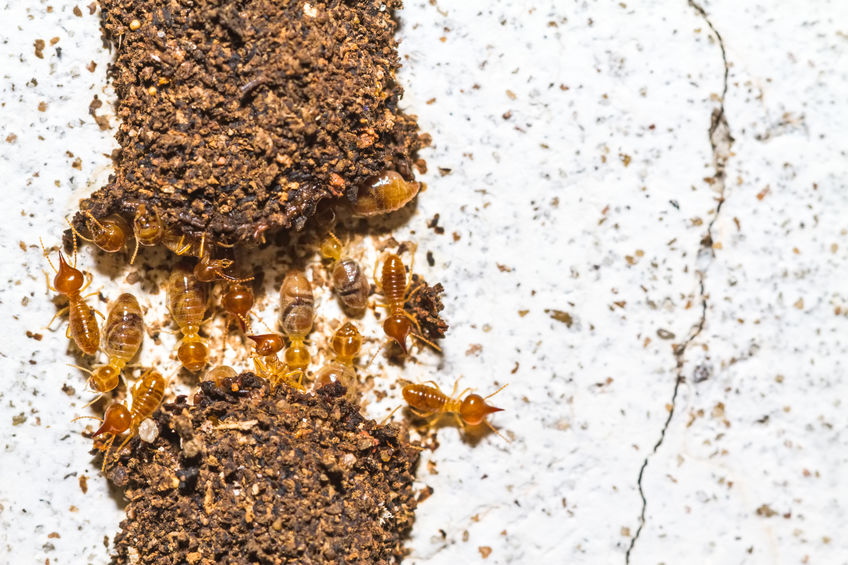 How Termites Avoid Predators Using Their Footsteps